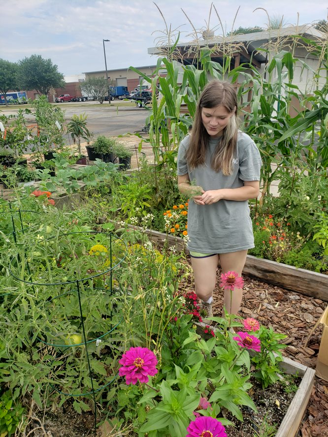 SGTC Horticulture student Jordan Jones is shown above picking the first harvest from SGTC’s small organic raised bed garden.