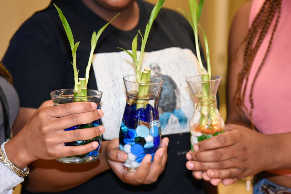 Lucky Bamboo Arrangements