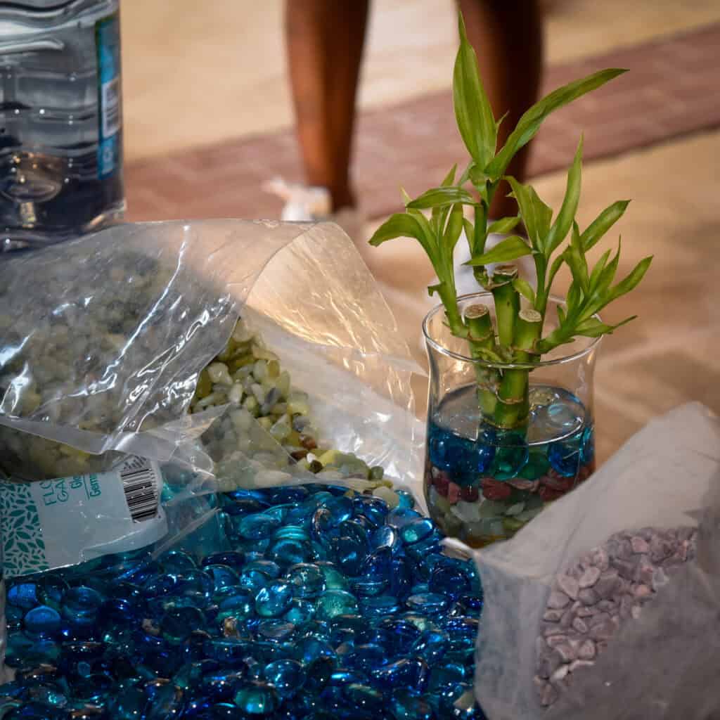 Lucky bamboo supplies