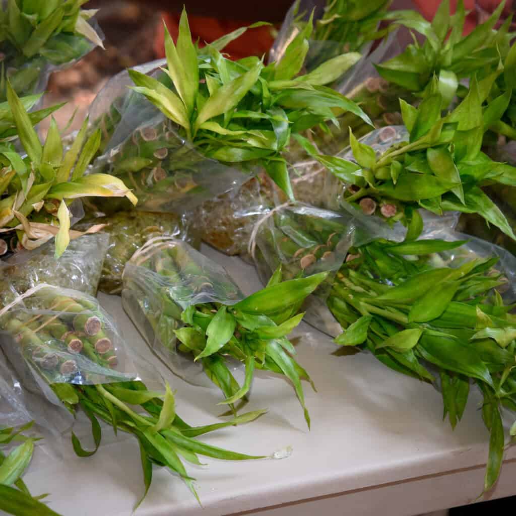 Lucky bamboo supplies